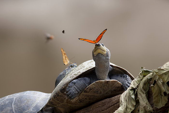 Лакрифагия - бабочки пьют слезы черепах